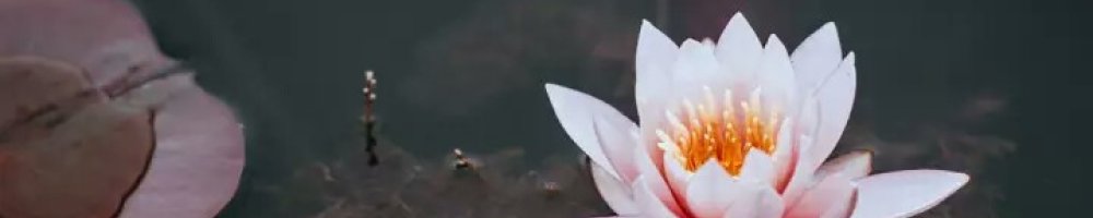 Contactez-nous